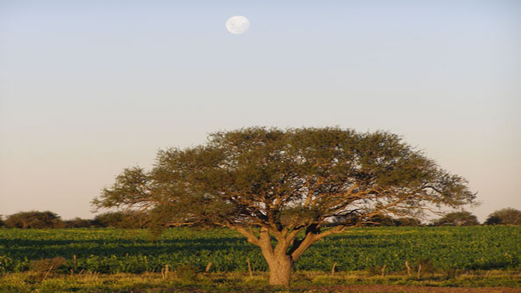 Es oficial la lista de 1.800 plantas amenazadas en Argentina