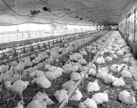 Conservan protenas de sangre aviar con bacterias