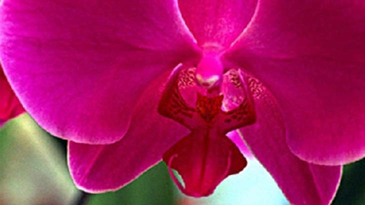 Un nuevo patgeno afecta a orqudeas del NEA