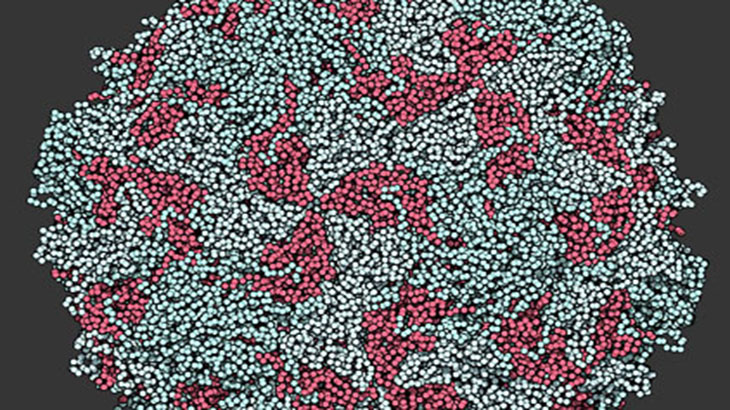Polio, el virus milenario y reversible
