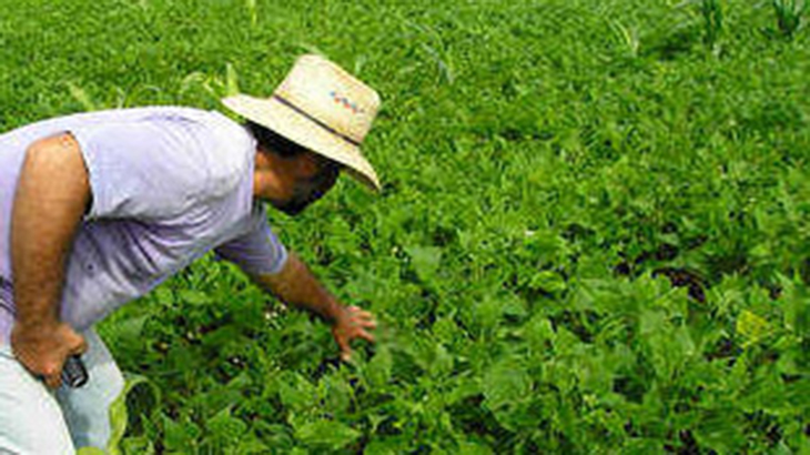 Introducen un gen en cultivos para reducir el uso de insecticidas