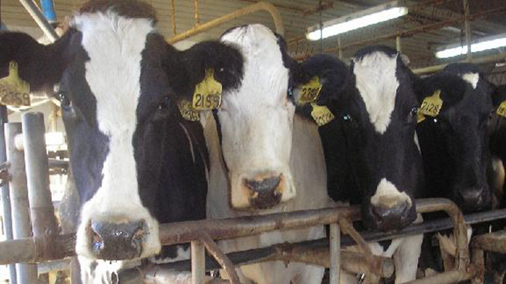 Microcpsulas para controlar la fertilidad de las vacas