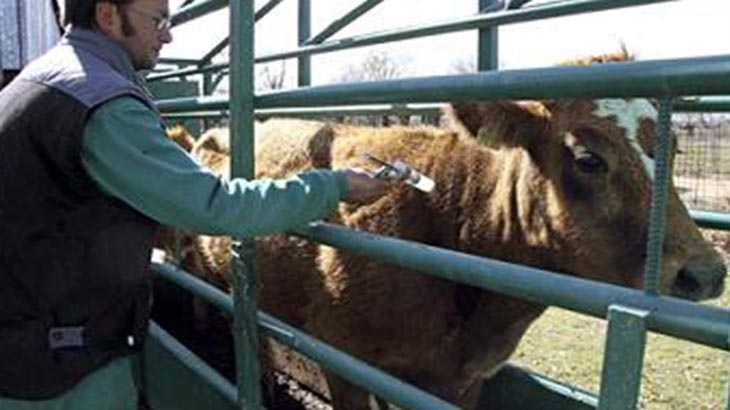 Veterinarios: la mitad padece alguna patologa por su actividad