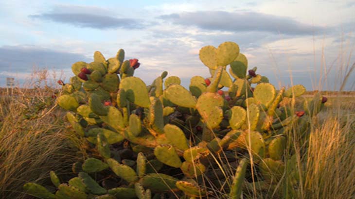 Opuntia, un cactus con propiedades curativas de la diabetes