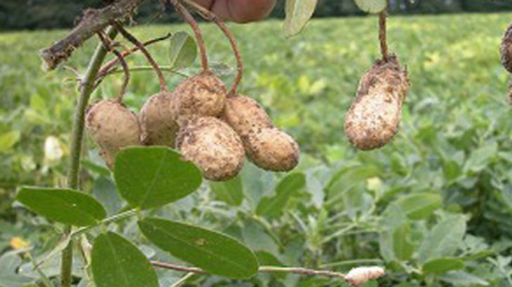 Controlan enfermedades del man sin agroqumicos