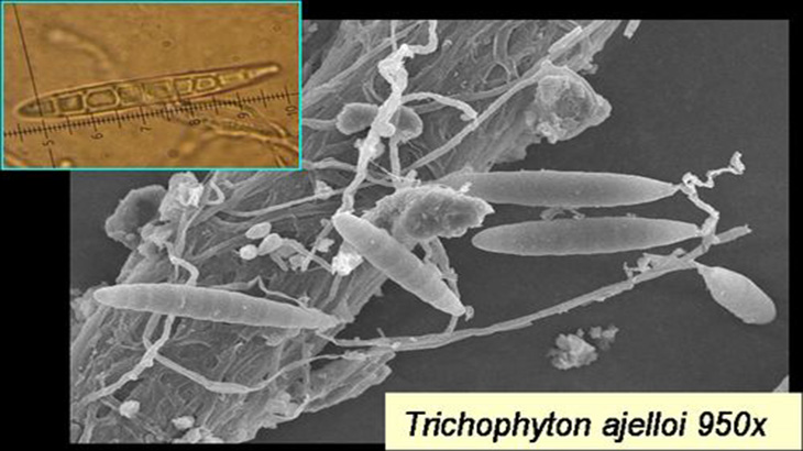 Hongos correntinos podran controlar parasitosis endmicas del NEA