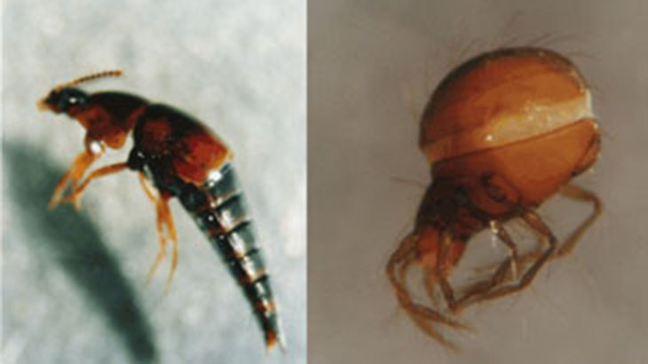 Las lombrices de tierra detectan el deterioro del suelo