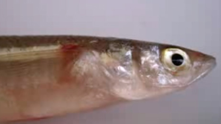 Nuevas especies de peces en Crdoba