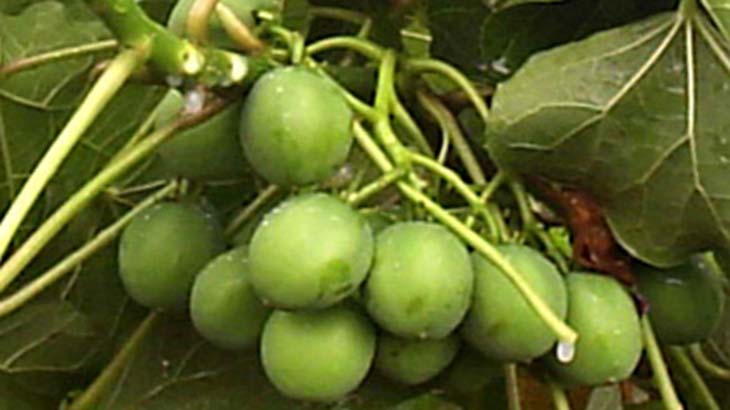 Jatropha para obtener biodiesel