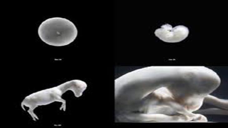 Eligen el sexo de los caballos cuando son un embrin