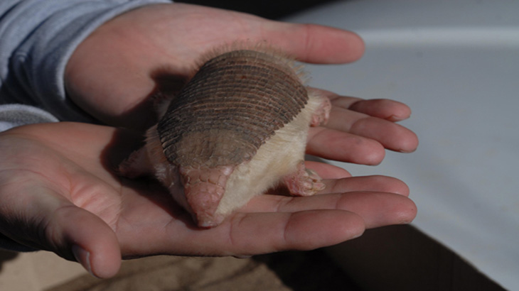 Hallan un raro ejemplar de armadillo: el pichiciego