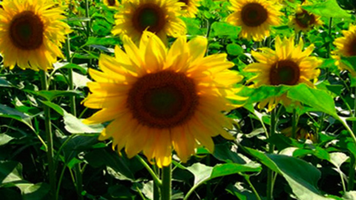 Un inoculante que aumenta la produccin de girasol