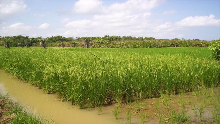 Proyectan realizar piscicultura en campos arroceros