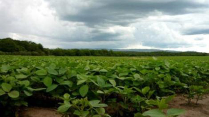 Arsnico, un txico que se expande en la agricultura argentina