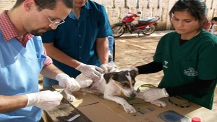 Experimentan efecto de drogas de uso veterinario contra la Lehismaniasis