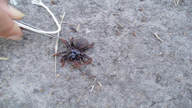Nuevas especies de arcnidos en Corrientes