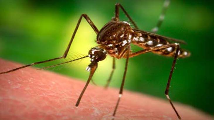 Los hongos, excelentes controladores de insectos