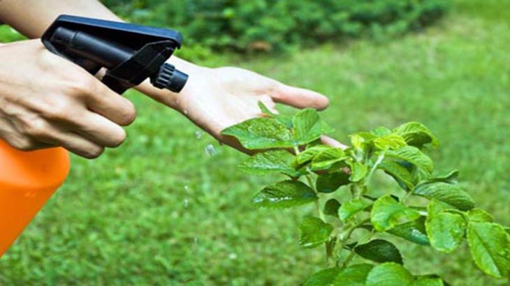 Insecticidas saludables para el medio ambiente