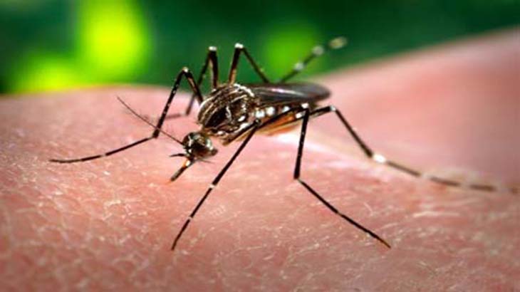 Un arma biolgica contra la Chikungunya y el Dengue