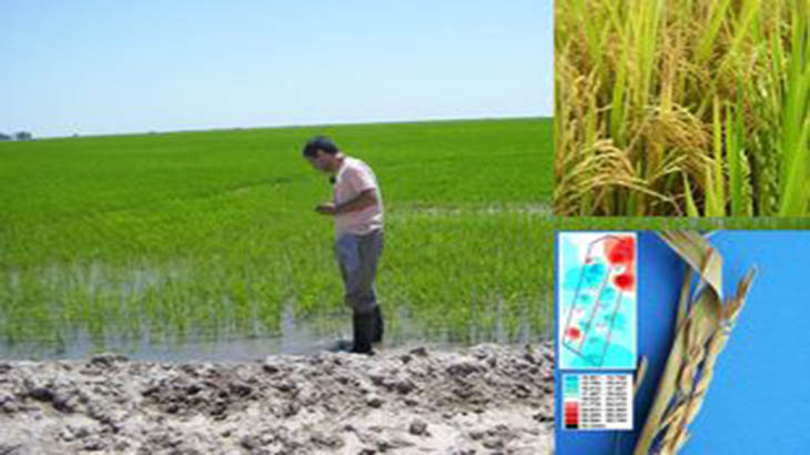 El estrs de la planta de arroz