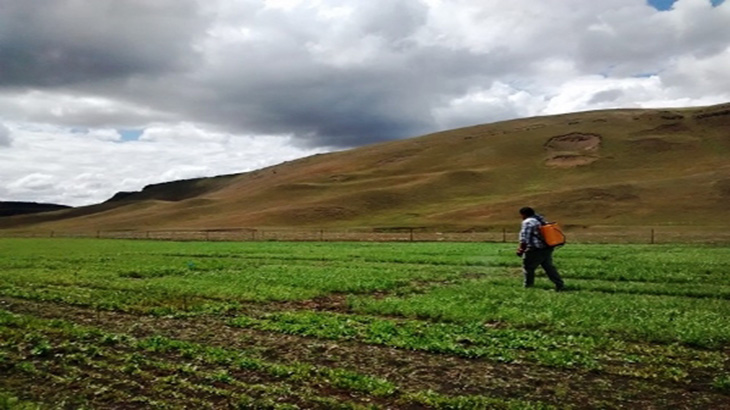 Hieracium, una maleza nociva que preocupa al sector agropecuario