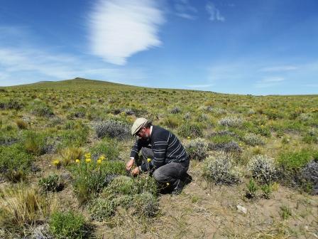 Relevan plantas nativas y comidas tradicionales pampeanas