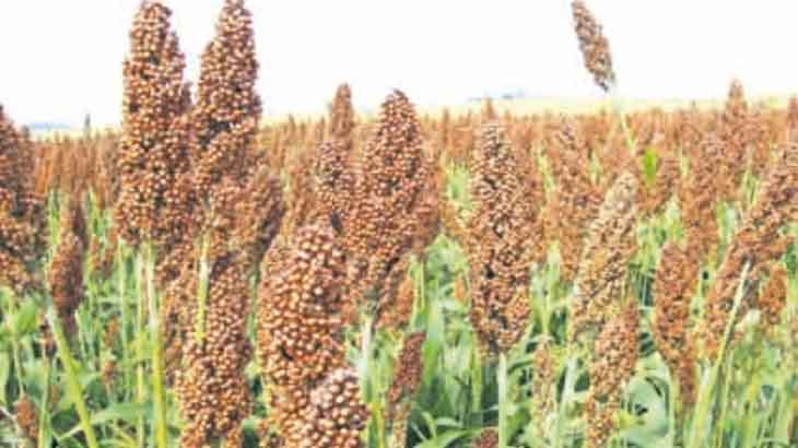 Las oportunidades del sorgo para la Argentina