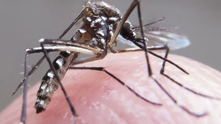 Zika, la primera muerte por un caso autctono en el pas