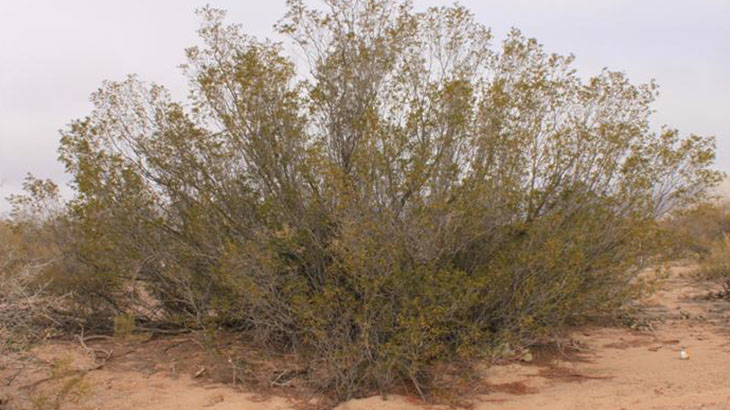 Rol de los arbustos como plantas nodrizas