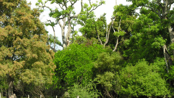 Estudian en detalle los bosques mixtos de Santa Fe