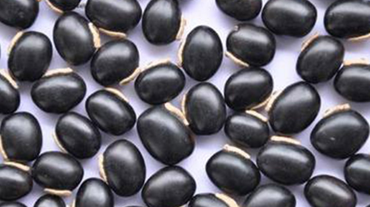 Un medicamento para el Parkinson a base de mucuna pruriens como alternativa teraputica