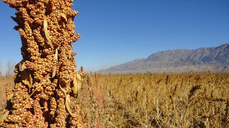 Quinoa: Cultivo ancestral