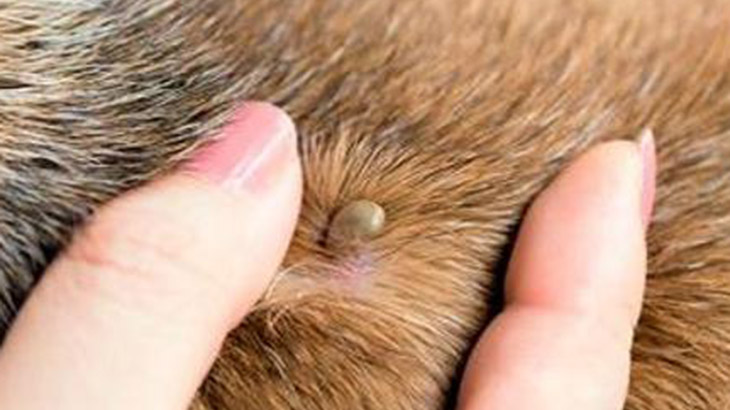 Investigadores estudian agentes patgenos causados por las garrapatas
