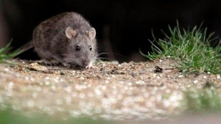 Hantavirus: Prevenir lo que no se puede curar