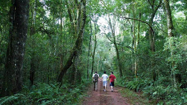 La ciencia sale al rescate de la selva misionera