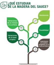 El potencial del sauce