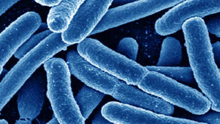 Gracias al sol, algunas bacterias producen energa