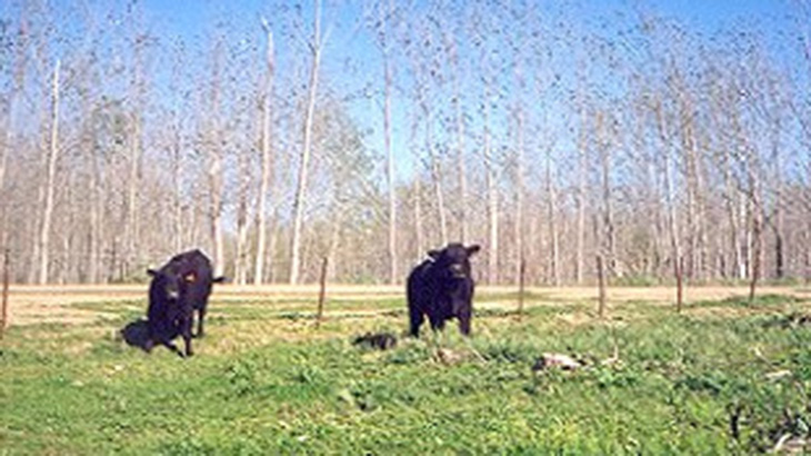 Proyectos silvopastoriles en el Delta