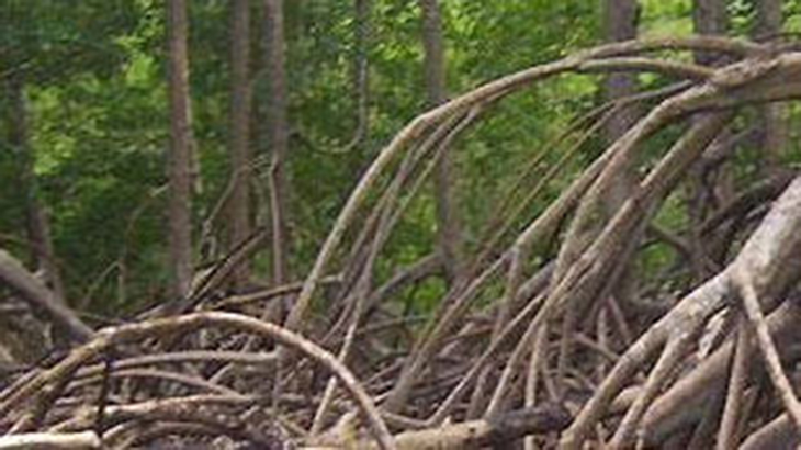 Aspectos sociales y ecolgicos de la explotacin forestal