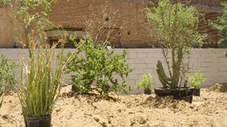 Plantas de bajo consumo para zonas desrticas