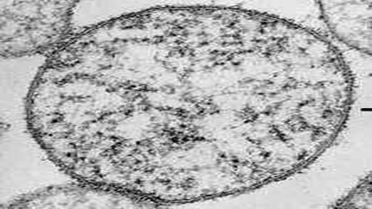 Novedosa tcnica para identificar infecciones urogenitales