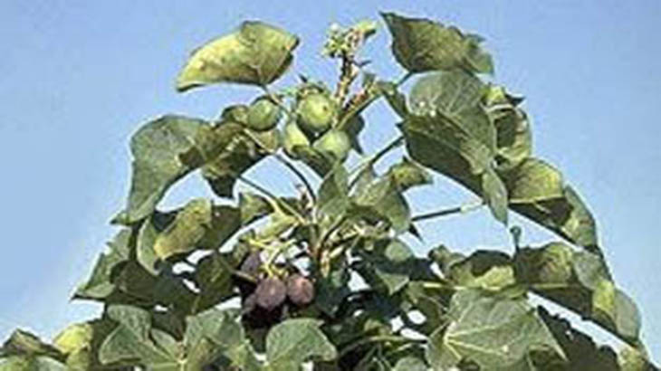 La Jatrofa, un vegetal para producir biodiesel