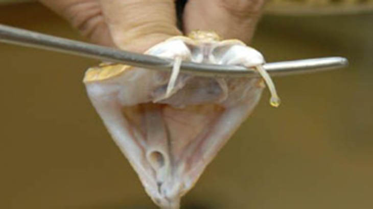 Obtienen anticuerpos que neutralizan la hemorragia del veneno de Yarar