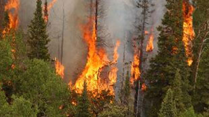 Estudian zonas de incendio y su influencia en la vegetacin