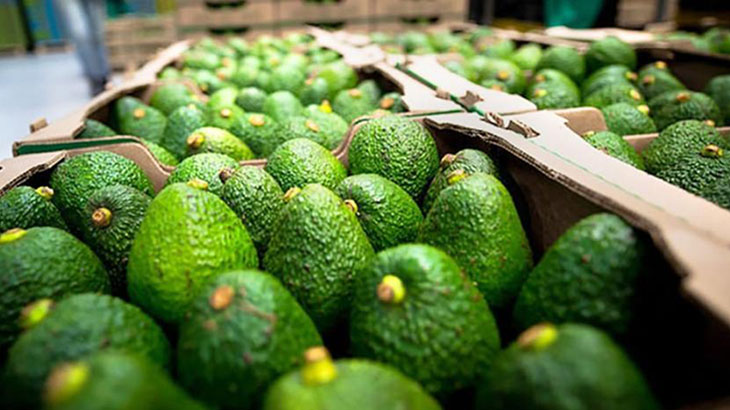 Investigadoras de la UNT preservan la palta con irradiacin ultravioleta (UV)