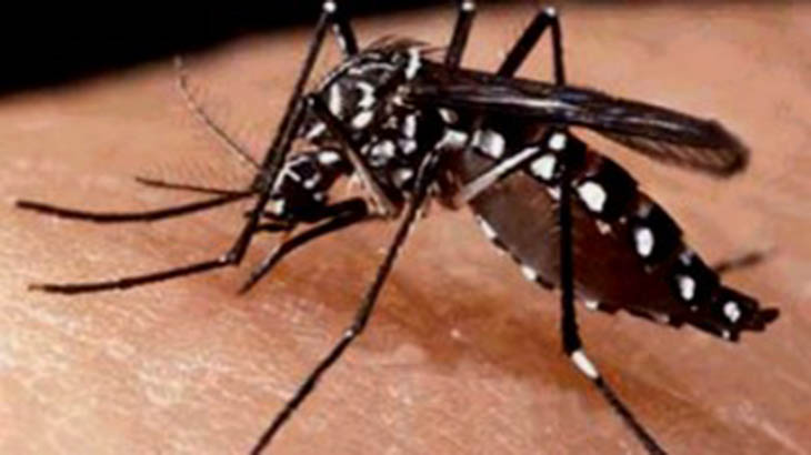 Prevencin: cmo combatir el dengue en invierno