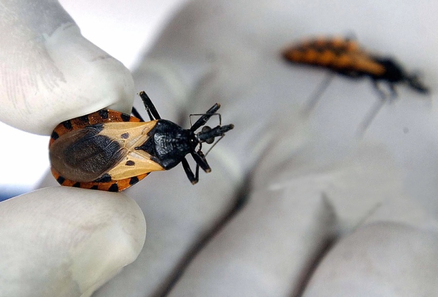 Avanzan en el desarrollo de una vacuna contra el Mal de Chagas