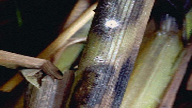 Identifican enfermedades del arroz