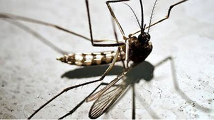 Cmo prevenir el dengue