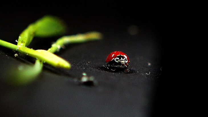 Cuidar a los insectos, la clave para una agricultura sustentable